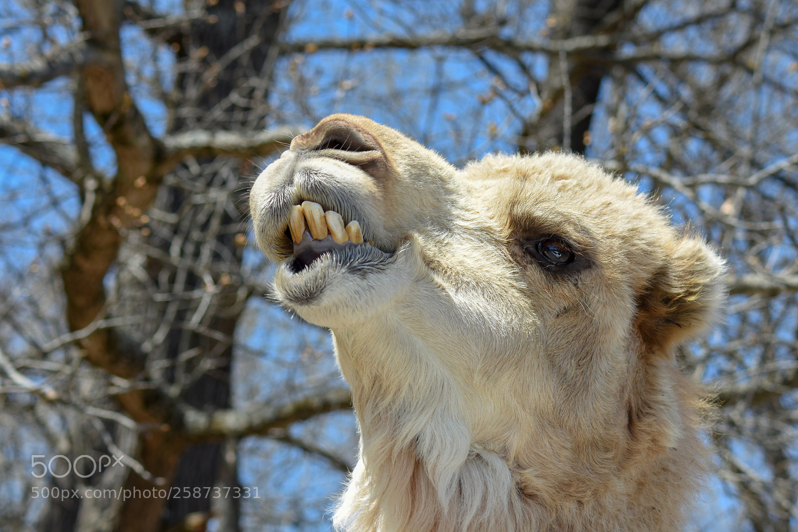 Nikon D7200 sample photo. Smiling camel photography
