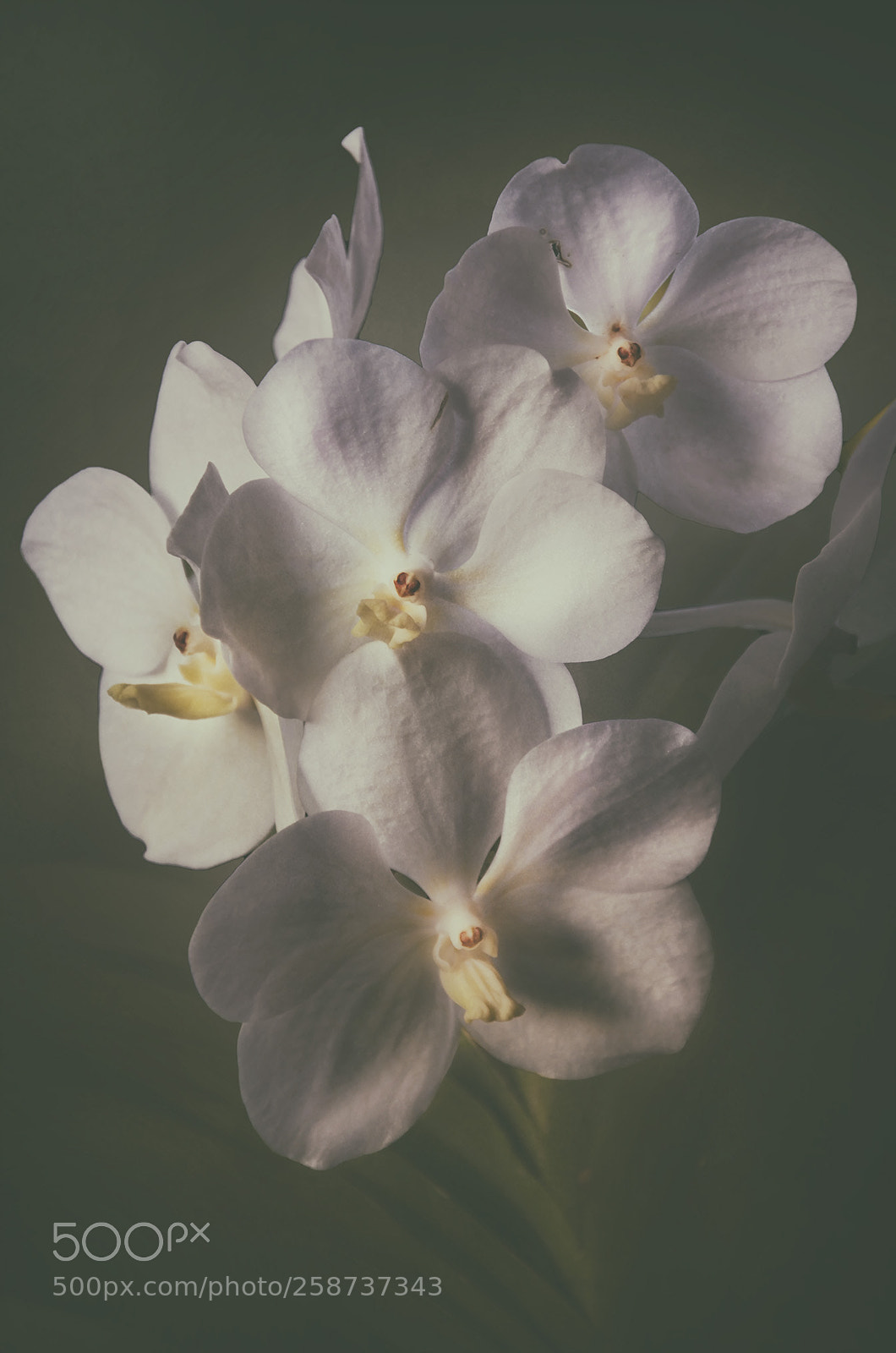 Nikon D7000 sample photo. Orchid flowers photography