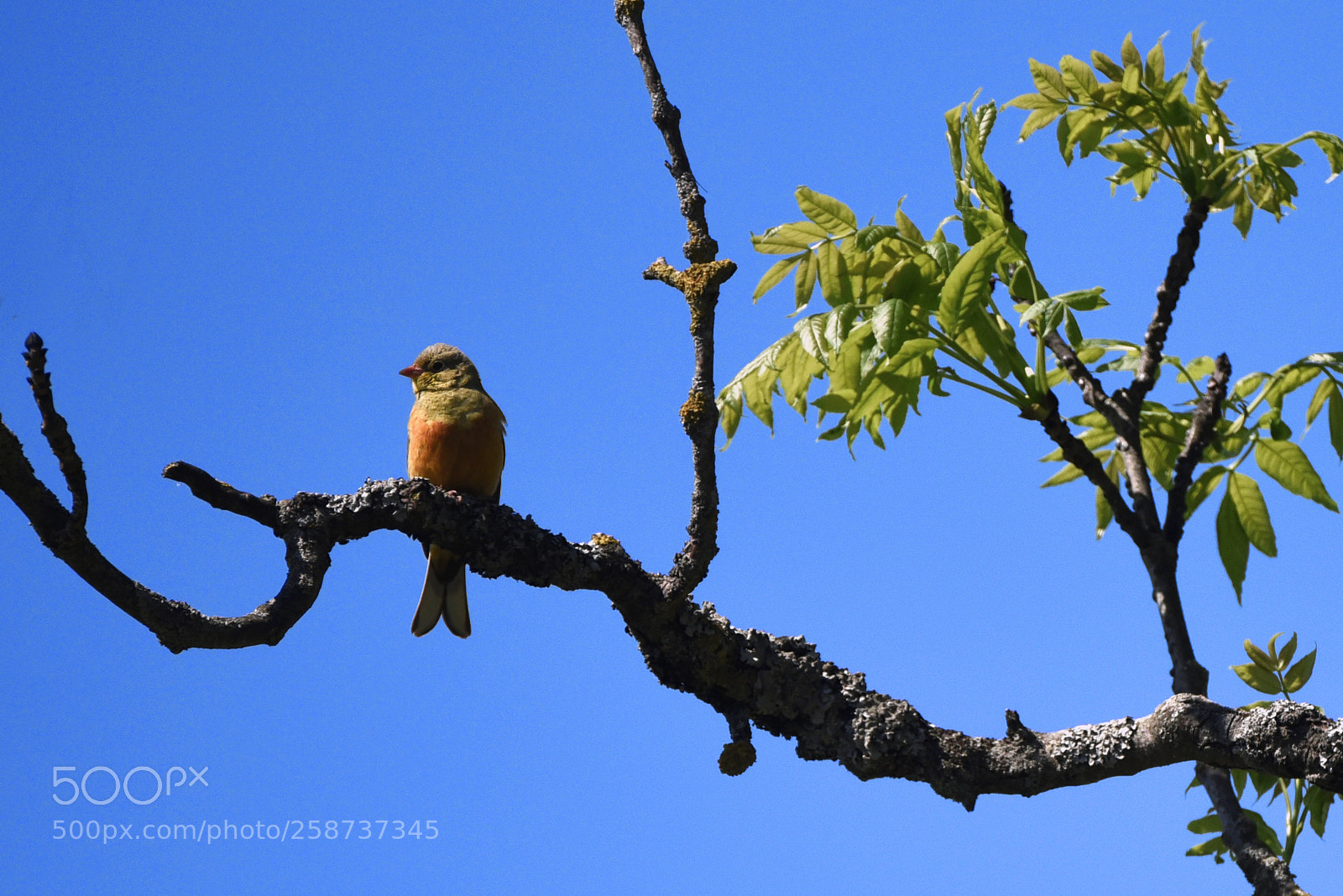 Nikon D750 sample photo. Sodin starta emberiza hortulana photography