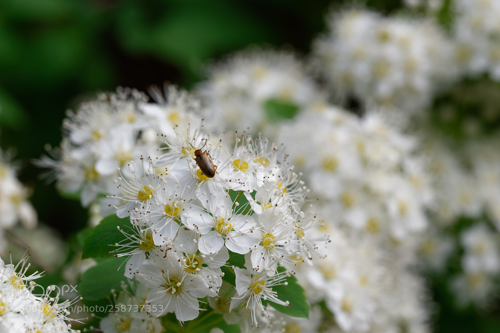 Nikon D5500 sample photo. 7732 photography