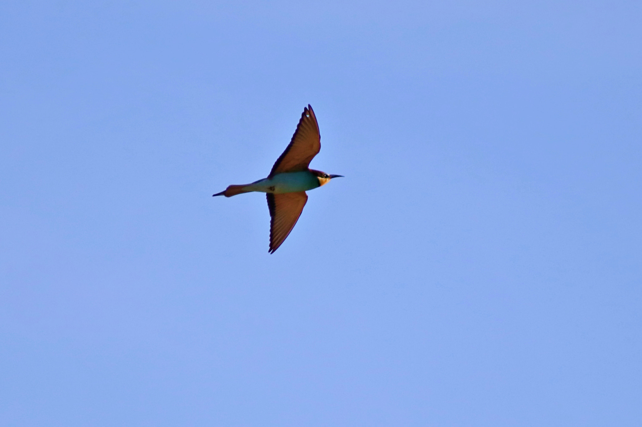 Canon EF 75-300mm f/4-5.6 sample photo