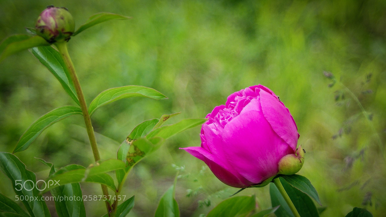 Pentax K-5 sample photo. Flowers photography
