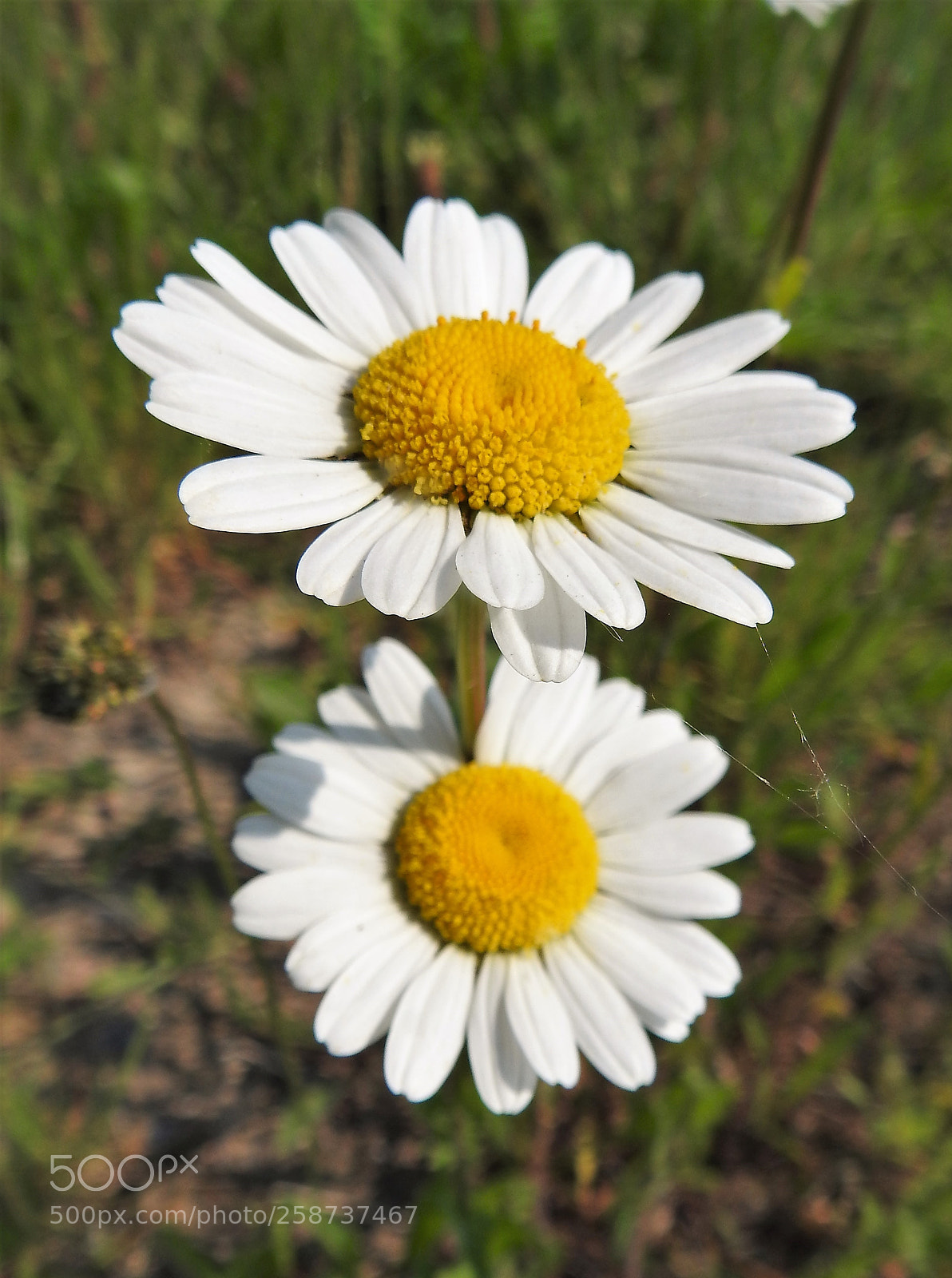 Nikon Coolpix P900 sample photo. Margriet photography