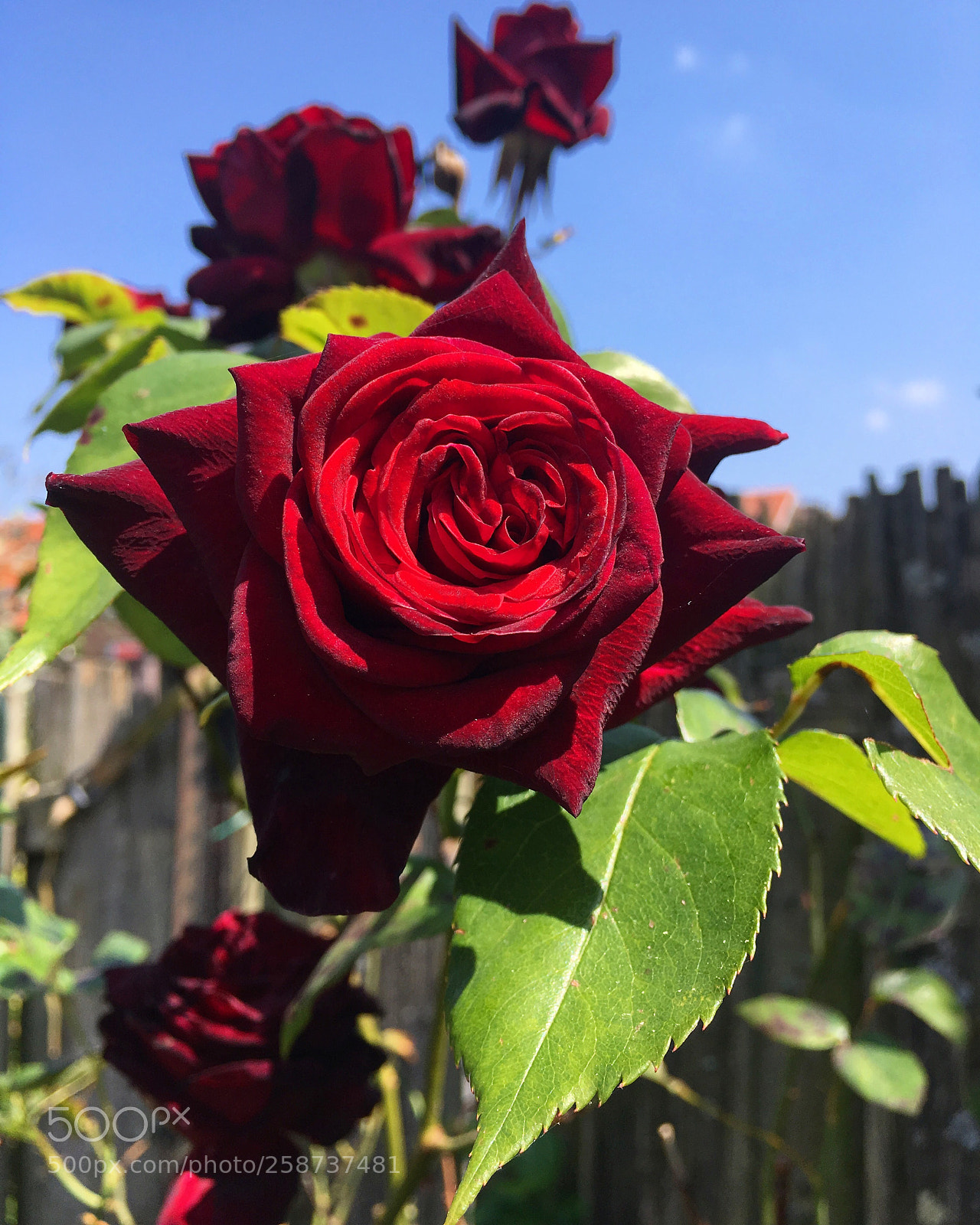 Apple iPhone SE sample photo. The flower of love photography