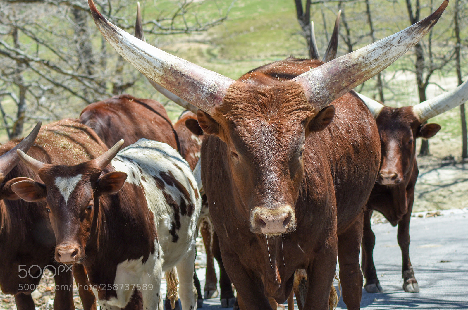 Nikon D7200 sample photo. Ankole-watusi photography