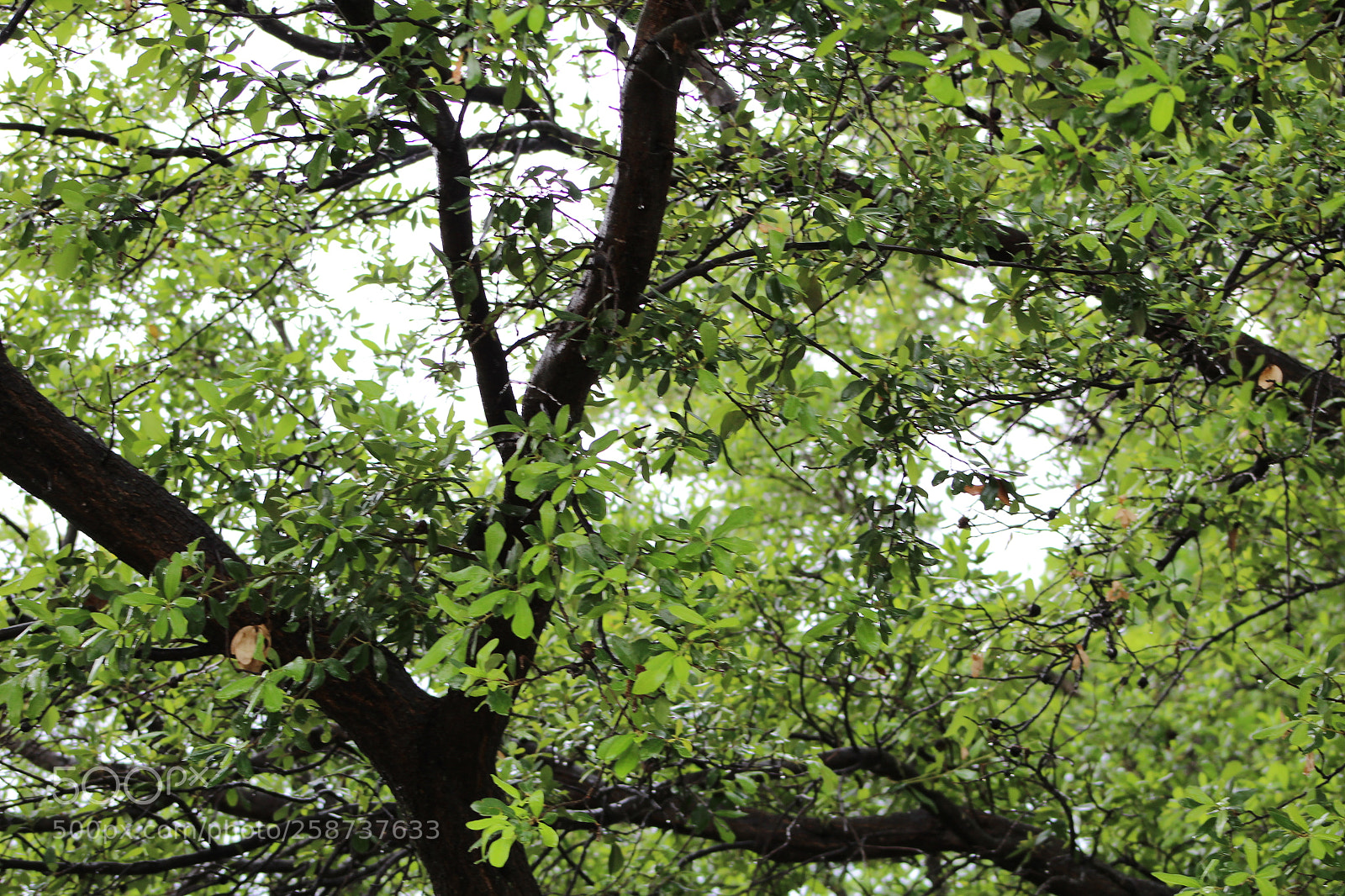 Canon EF 75-300mm f/4-5.6 sample photo. Trees after rain photography
