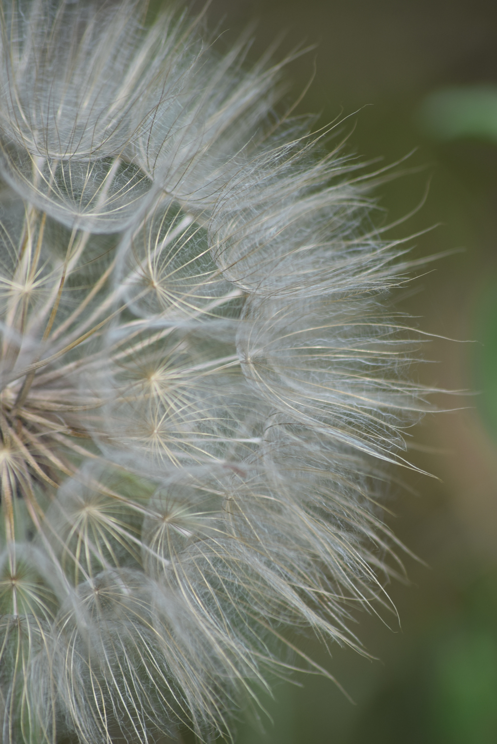 Sigma 70-300mm F4-5.6 APO DG Macro sample photo. Dandelion 1 photography