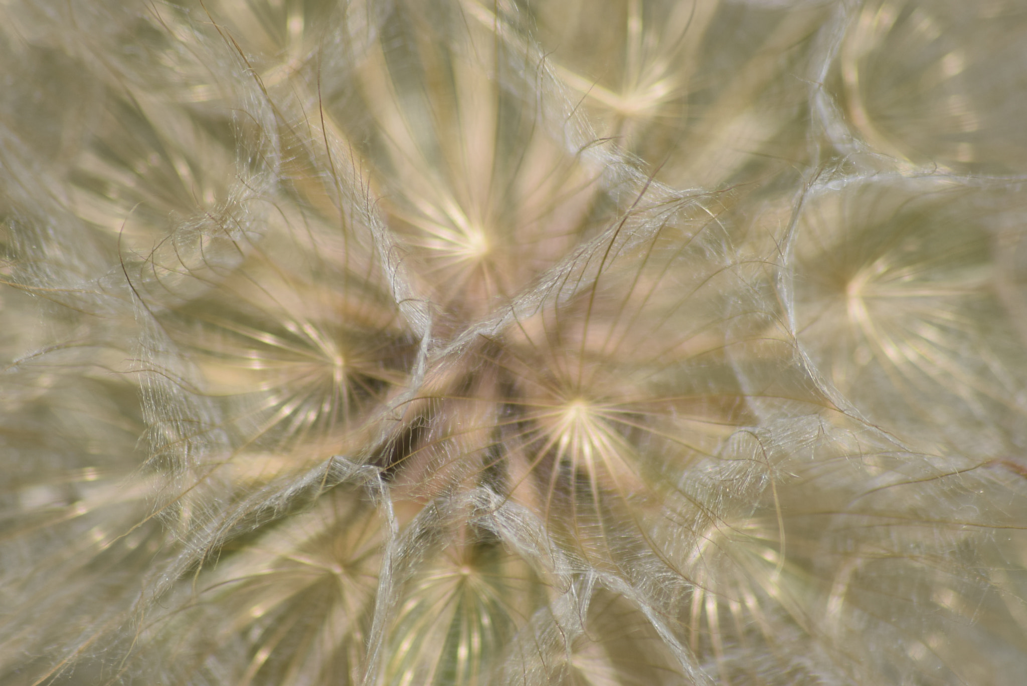 Sigma 70-300mm F4-5.6 APO DG Macro sample photo. Dandelion 2 photography
