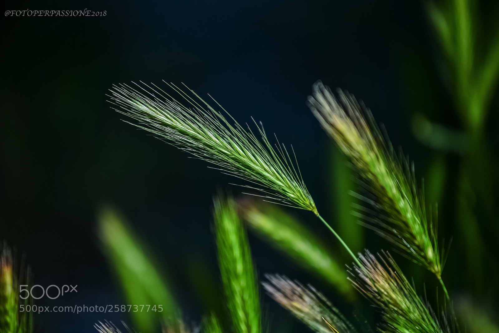 Nikon D750 sample photo. A ogni singolo filo photography
