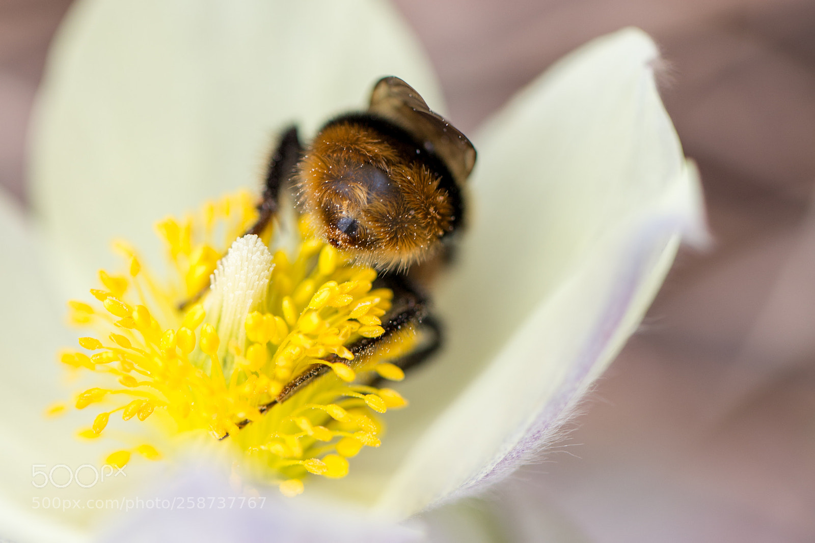 Canon EOS 6D sample photo. Bumble bee photography