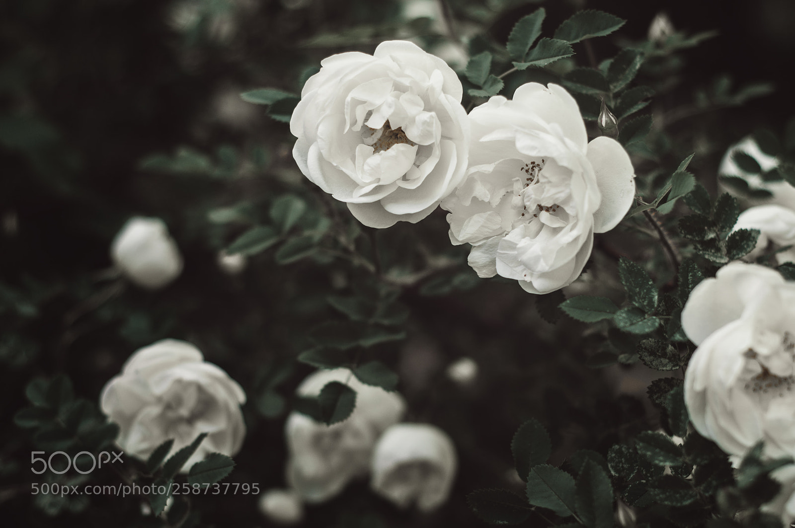 Nikon D90 sample photo. White roses photography