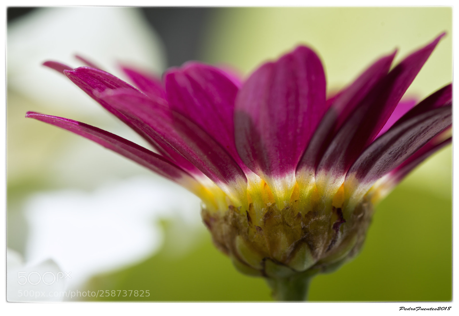 Nikon D3200 sample photo. Garnet photography