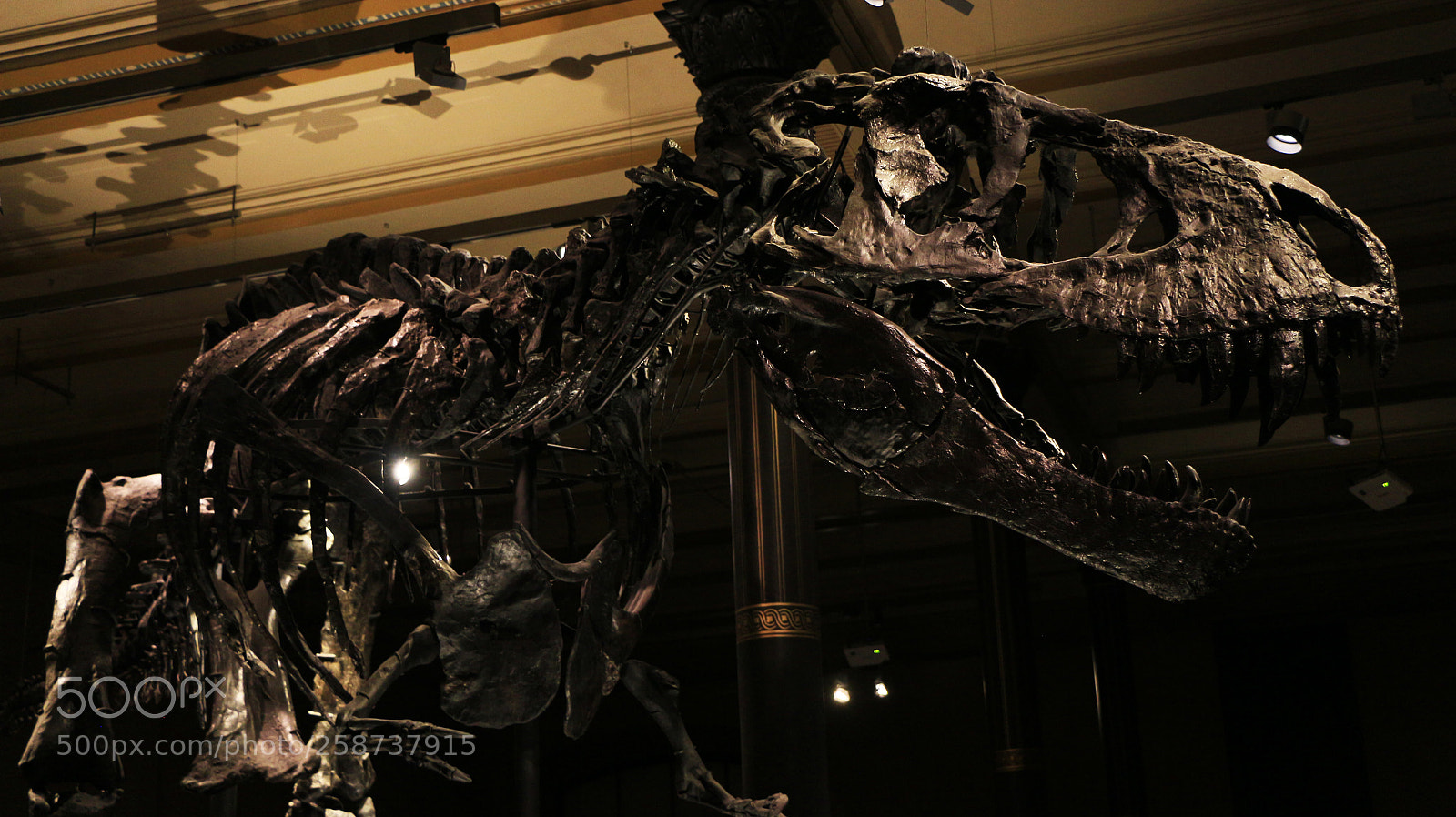 Canon EOS 700D (EOS Rebel T5i / EOS Kiss X7i) sample photo. T. rex photography