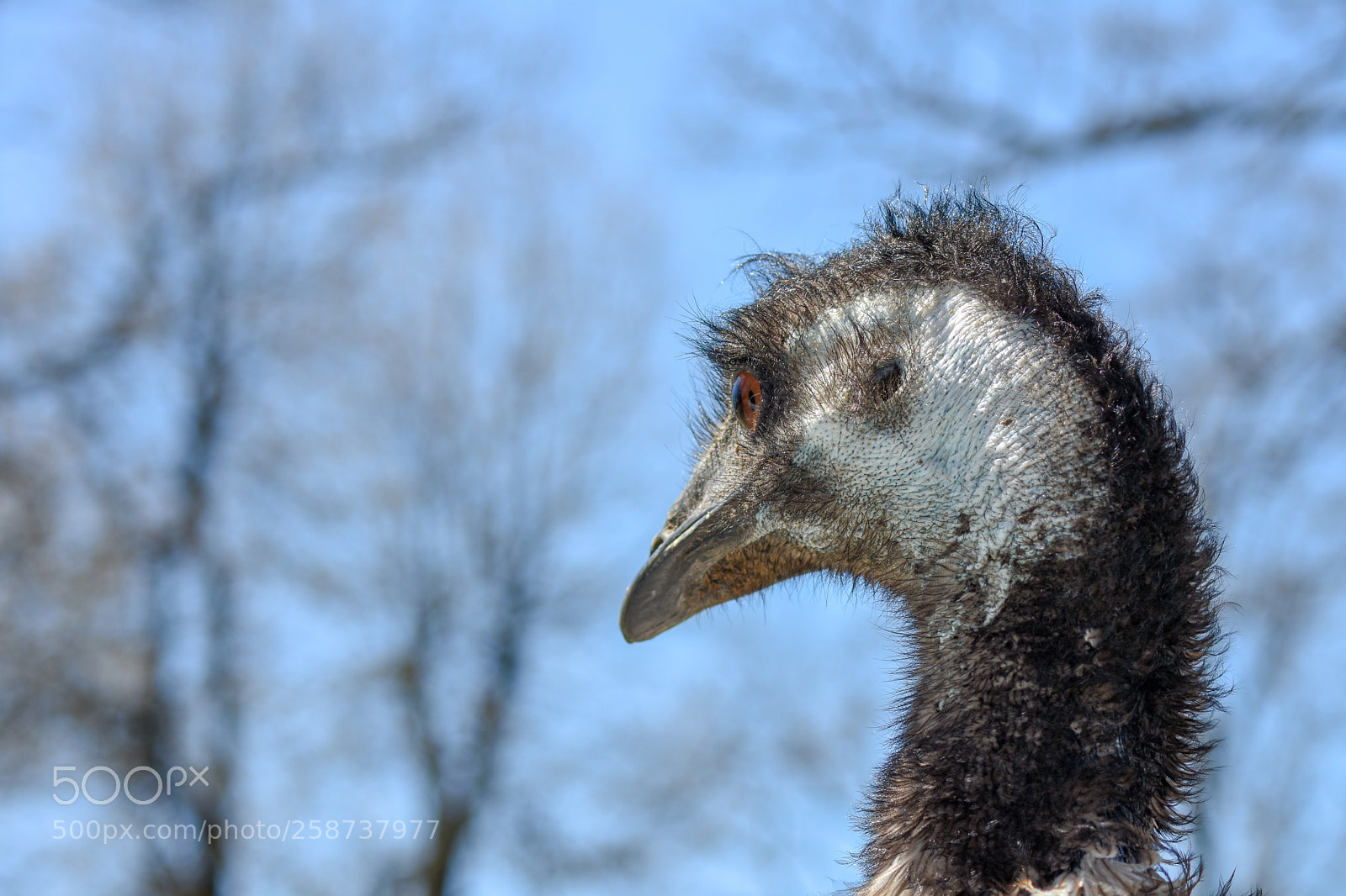 Nikon D7200 sample photo. Close up emu photography