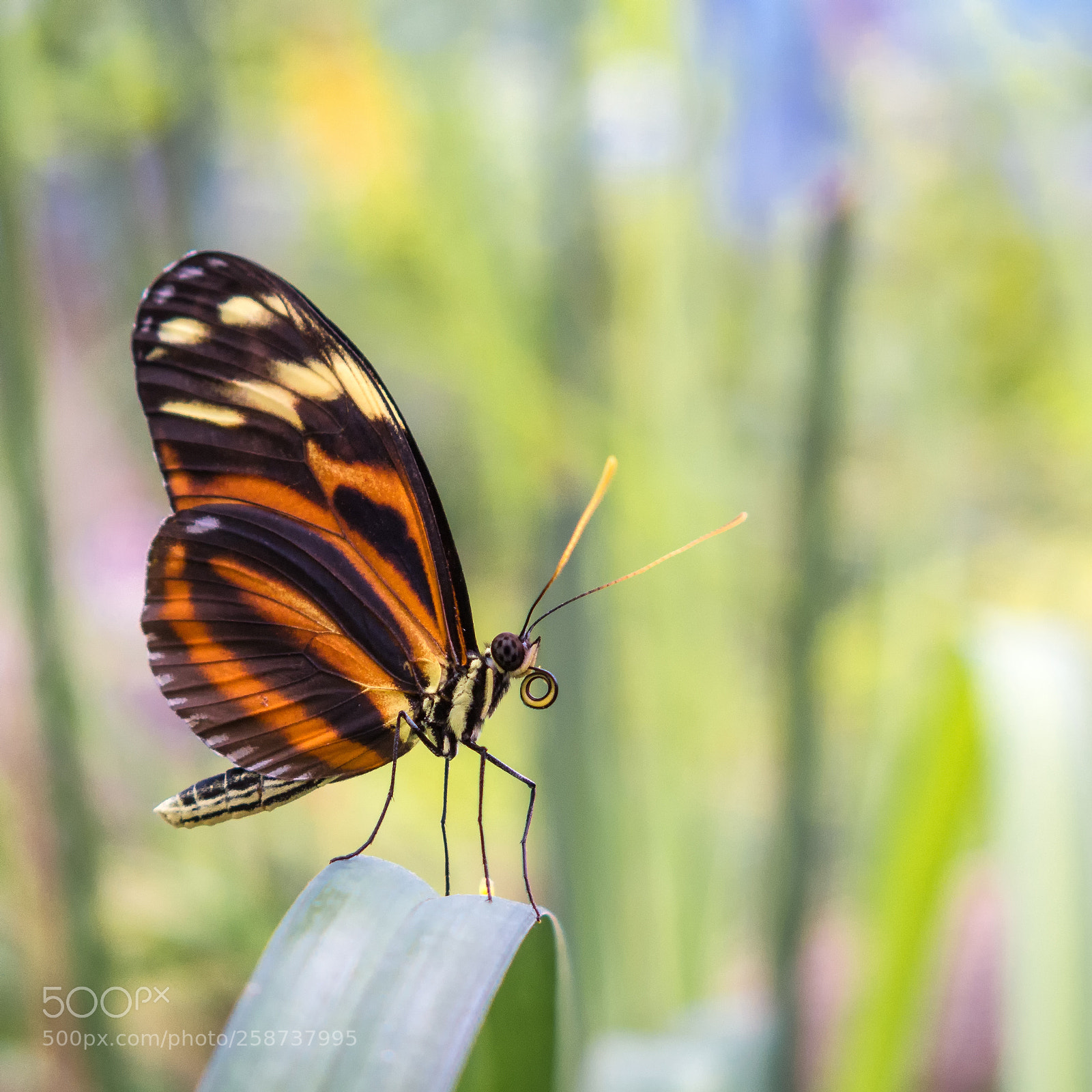 Canon PowerShot G16 sample photo. Butterfly - schmetterling photography