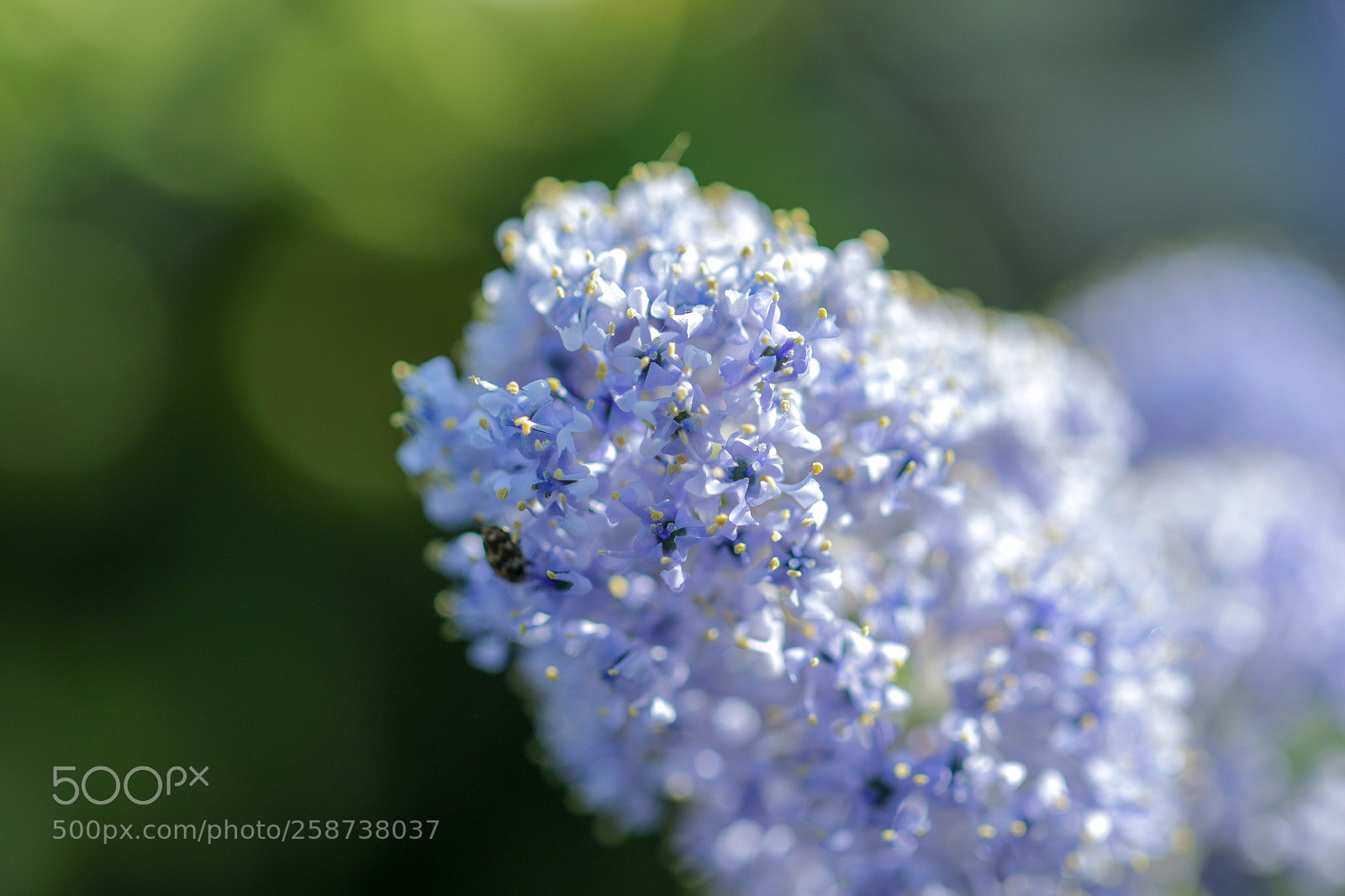 Canon EOS 7D Mark II sample photo. Soft colour photography