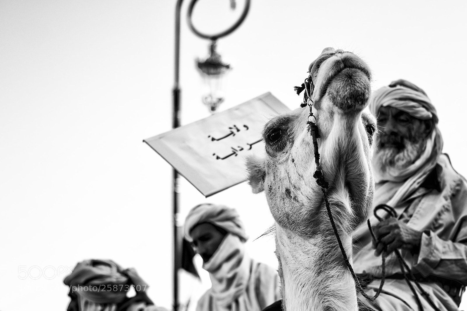 Nikon D3100 sample photo. Camel photography