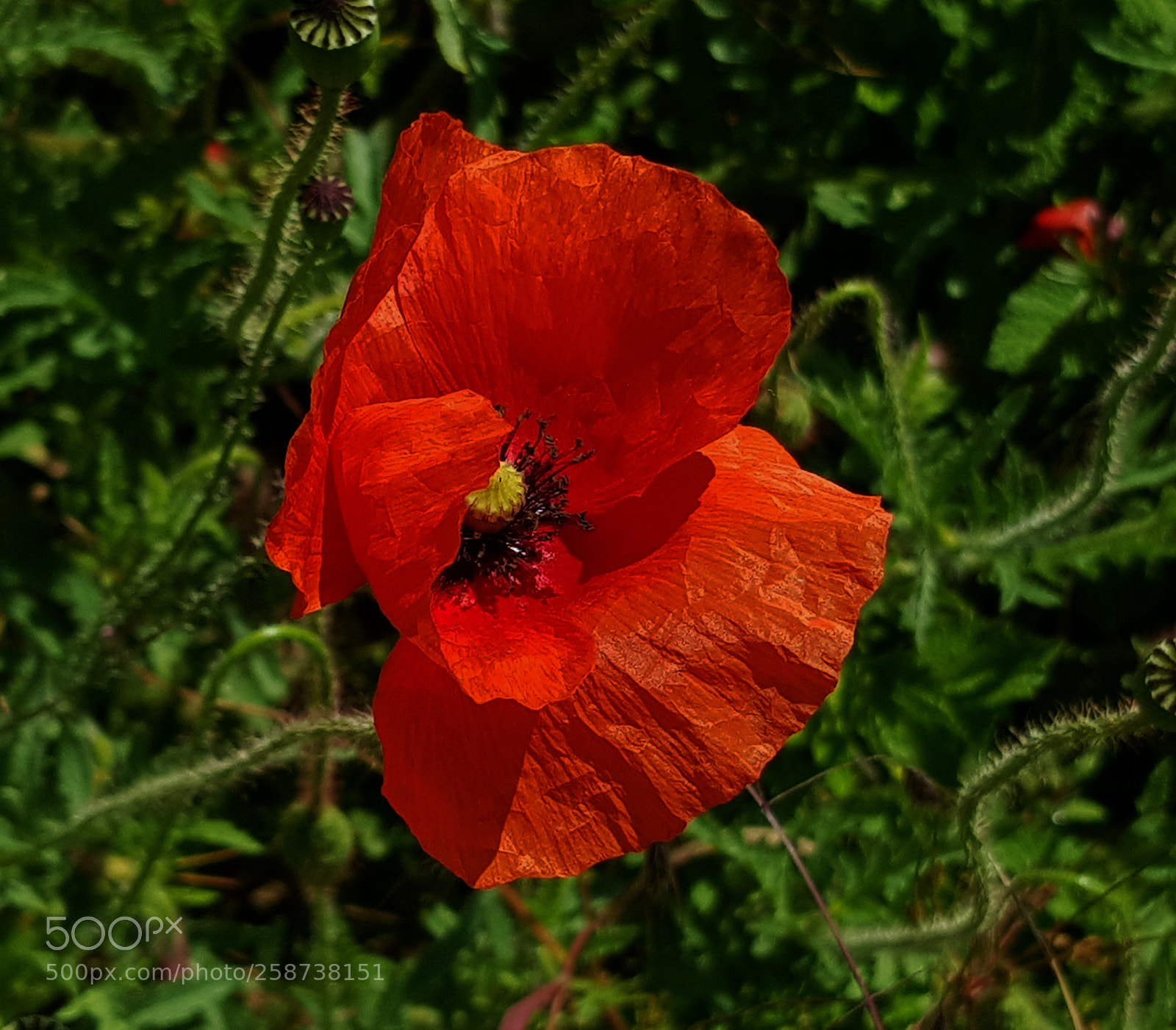 Samsung Galaxy S8 sample photo. Popy photography