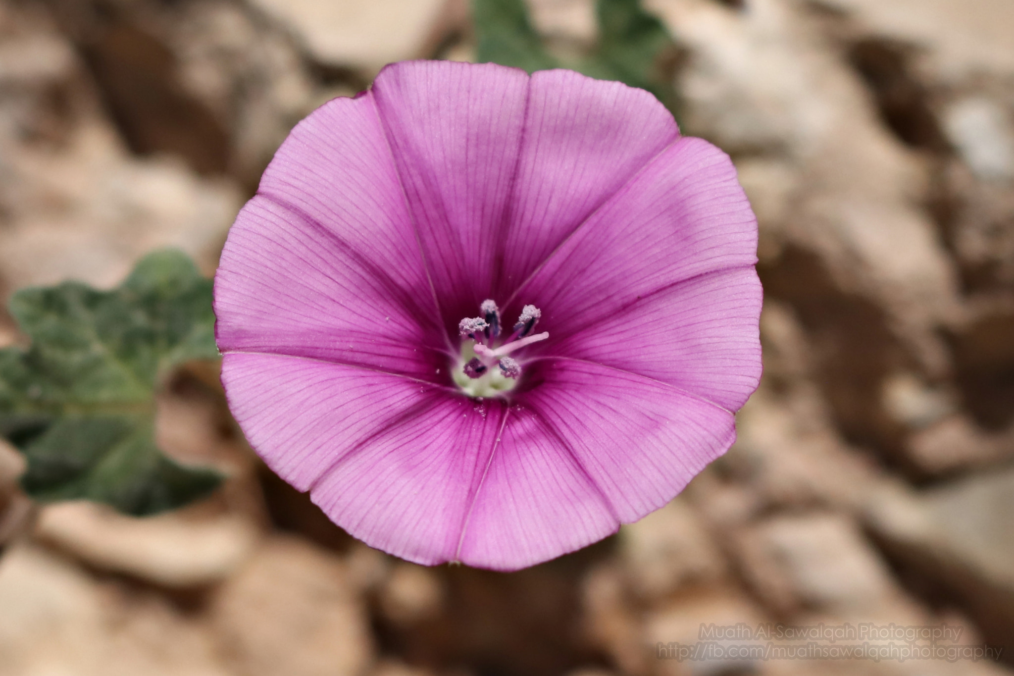 Canon EOS 80D sample photo