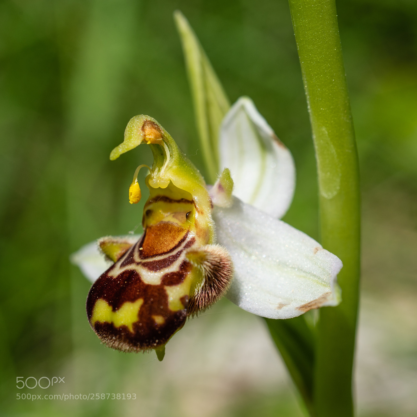 Sony a7 II sample photo. Self-pollination - ophrys apifera photography