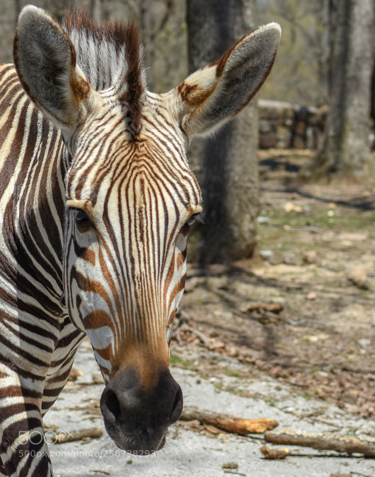 Nikon D7200 sample photo. Brown and white zebra photography
