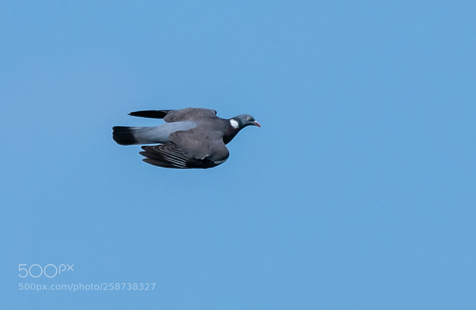Panasonic Lumix DMC-GX85 (Lumix DMC-GX80 / Lumix DMC-GX7 Mark II) sample photo. Columba palumbus photography