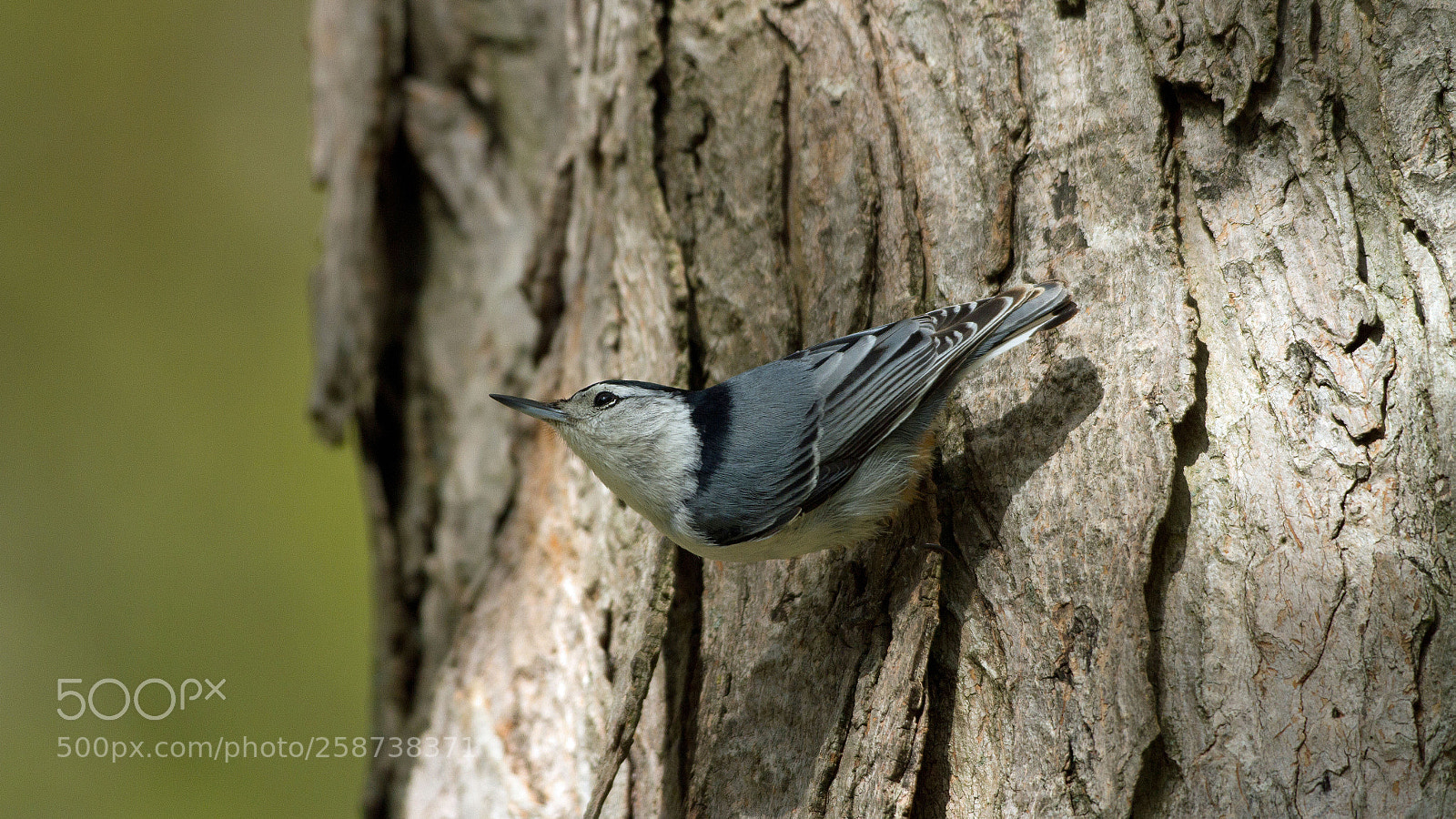 Canon EOS 7D sample photo. Nuthatch photography