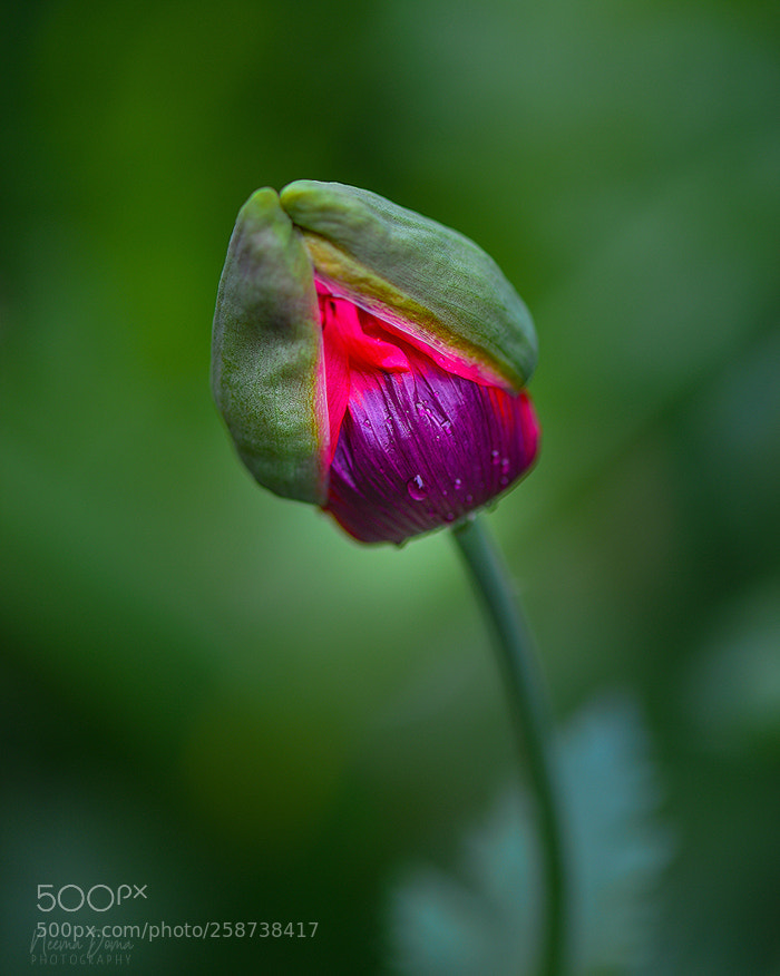 Nikon Df sample photo. Are you ready photography