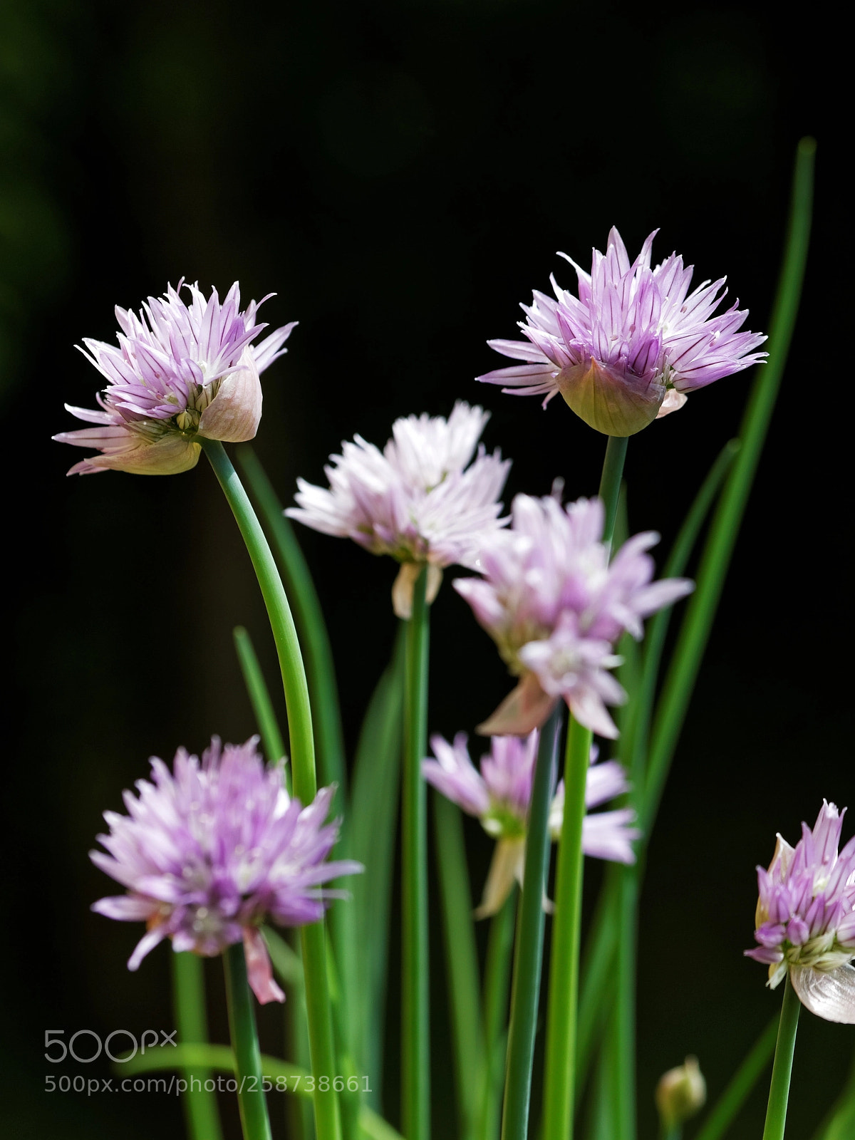 Canon EOS 6D sample photo. Schnittlauch photography
