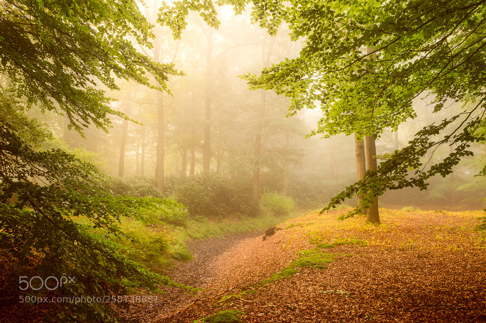 Sony a7 sample photo. Landgoed ampsen photography