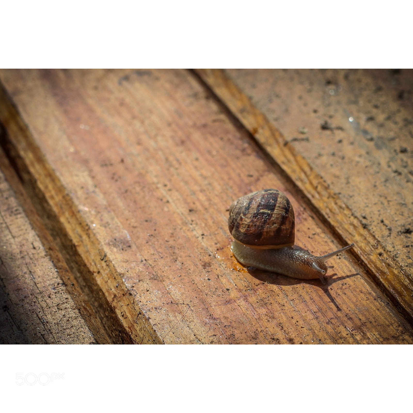 Canon EOS 80D sample photo. Louis photography