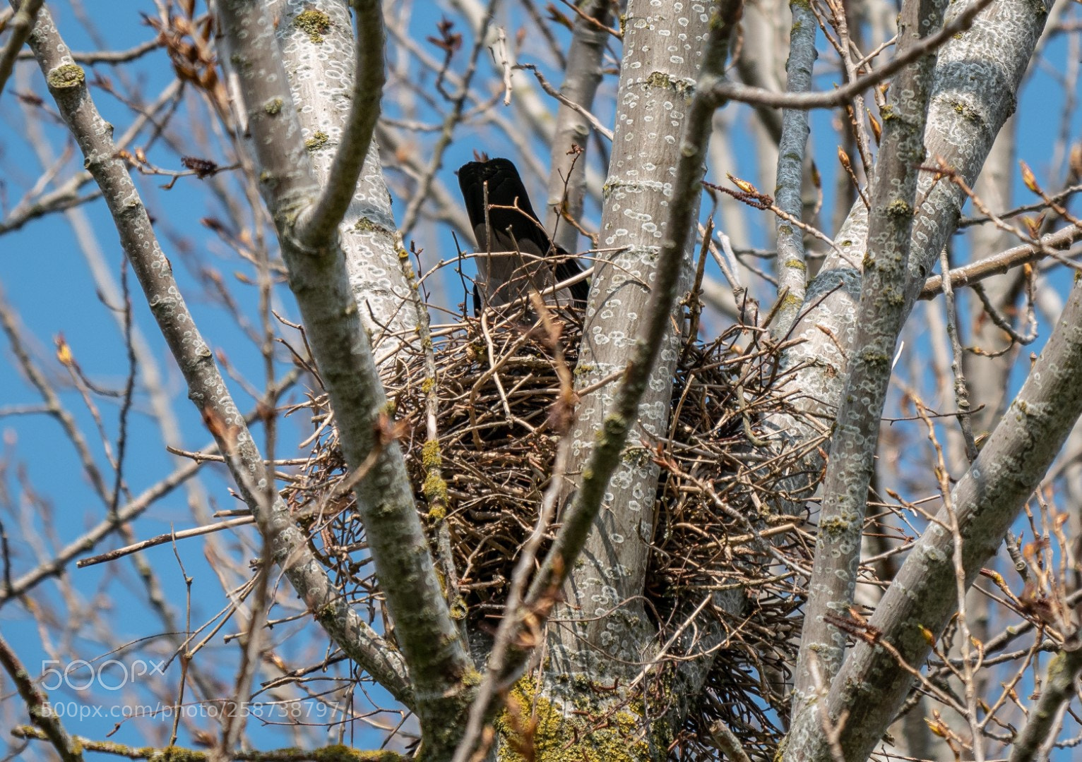 Panasonic Lumix DMC-GX85 (Lumix DMC-GX80 / Lumix DMC-GX7 Mark II) sample photo. In the nest photography