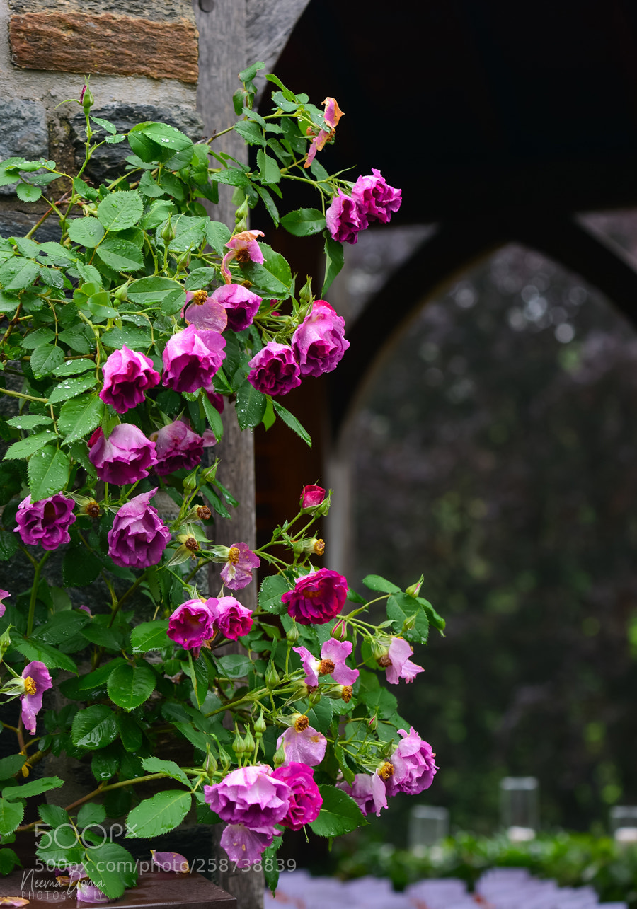 Nikon Df sample photo. Rainy roses photography