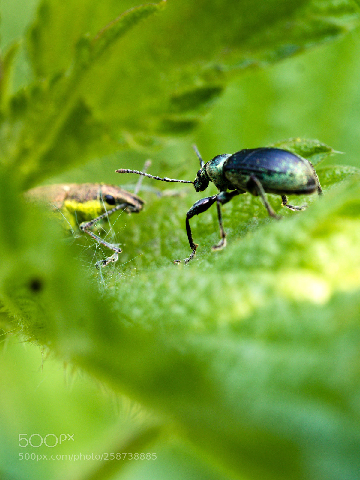 Olympus OM-D E-M5 II sample photo. Weevil`s photography