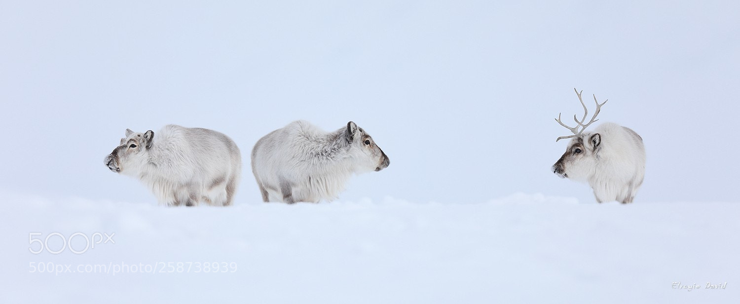 Canon EOS 5D Mark IV sample photo. Raindeers... photography