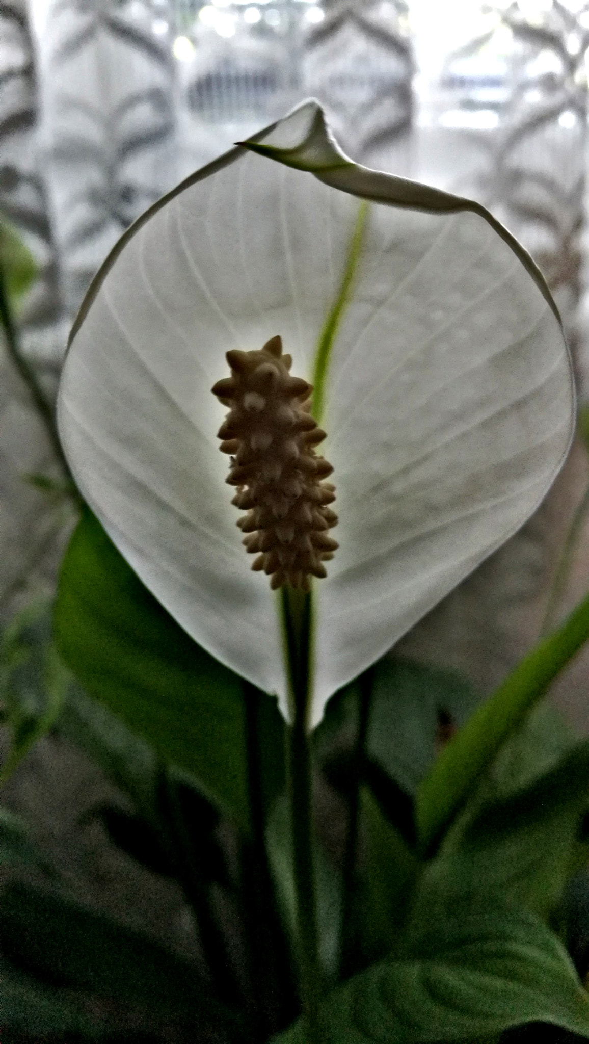 HUAWEI Honor 8 sample photo. Indoor flower... photography