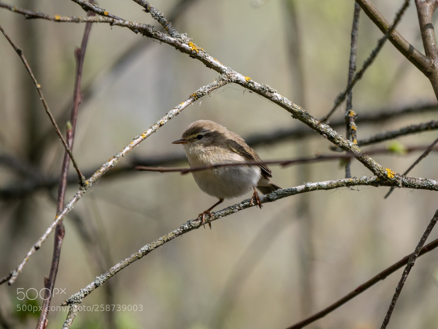 Panasonic Lumix DMC-GX85 (Lumix DMC-GX80 / Lumix DMC-GX7 Mark II) sample photo. Phylloscopus trochilus photography
