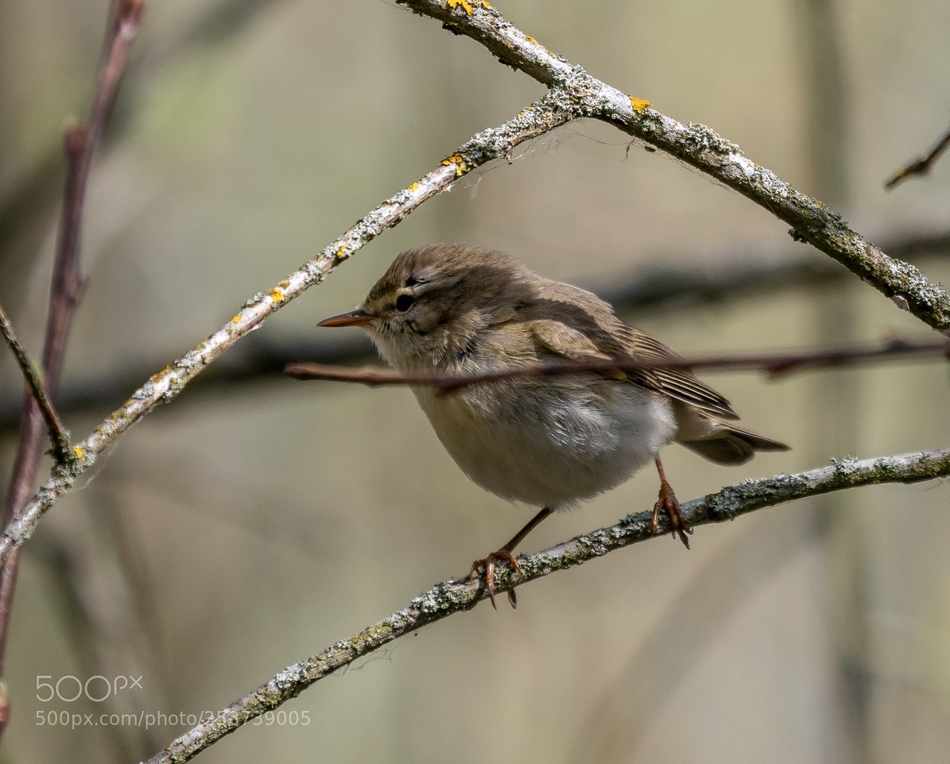 Panasonic Lumix DMC-GX85 (Lumix DMC-GX80 / Lumix DMC-GX7 Mark II) sample photo. Phylloscopus trochilus photography