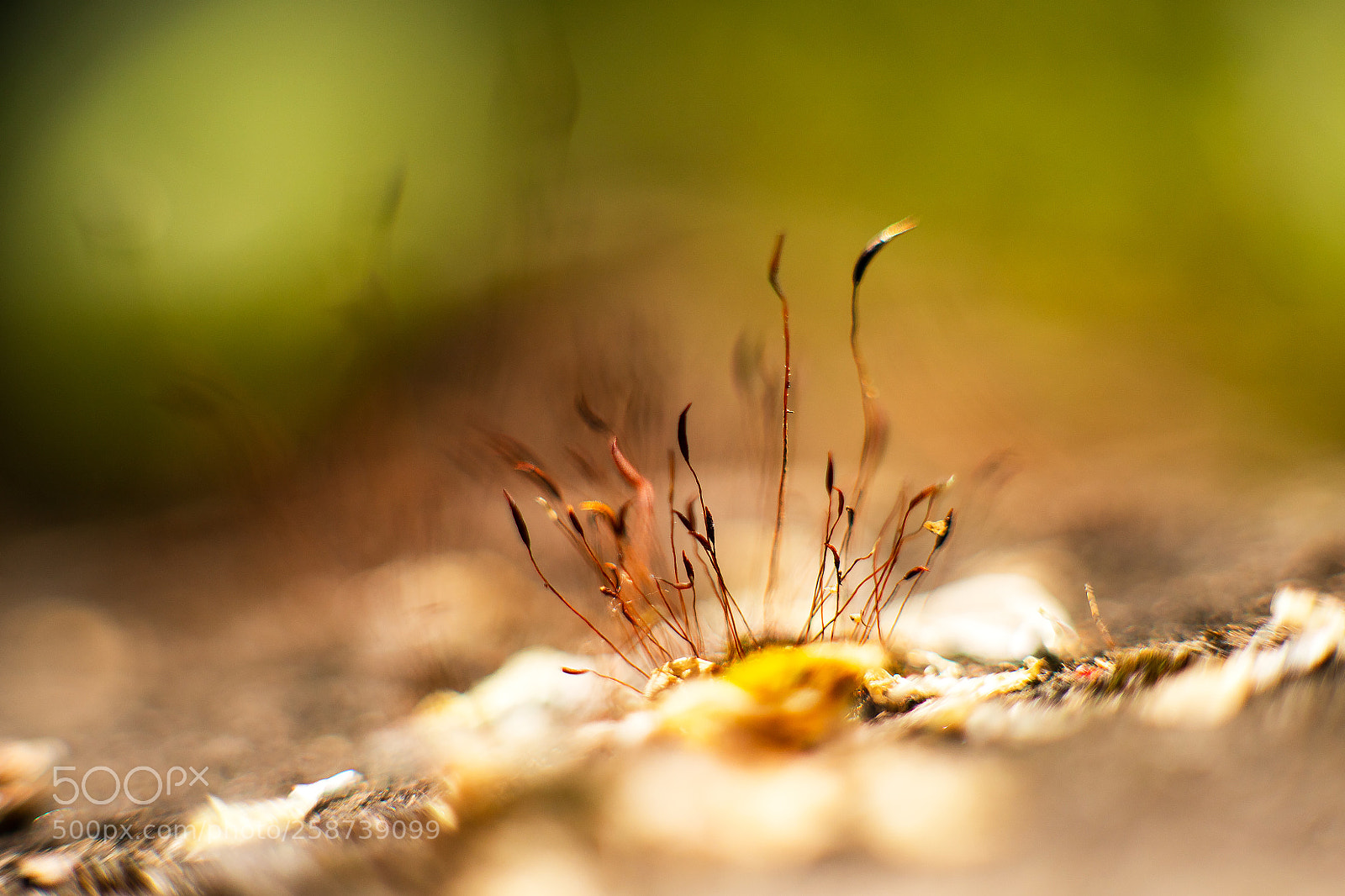 Canon EOS 6D Mark II sample photo. ...???... photography