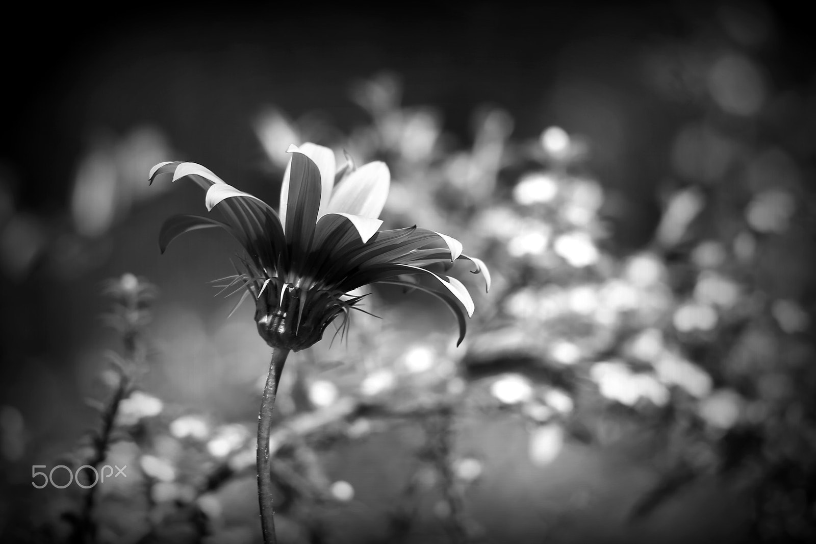 Canon EOS 6D sample photo. Solitude photography