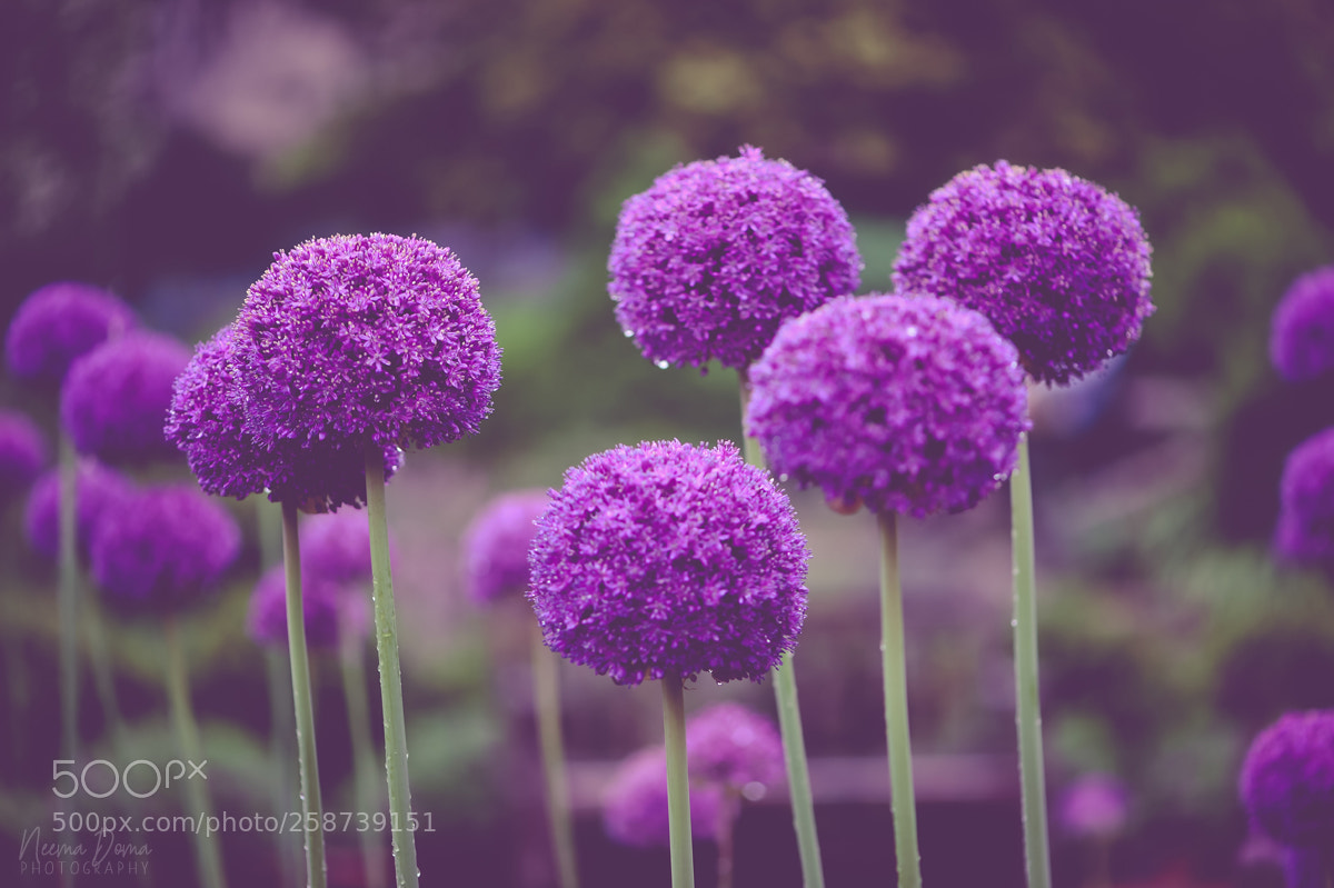 Nikon Df sample photo. Allium photography