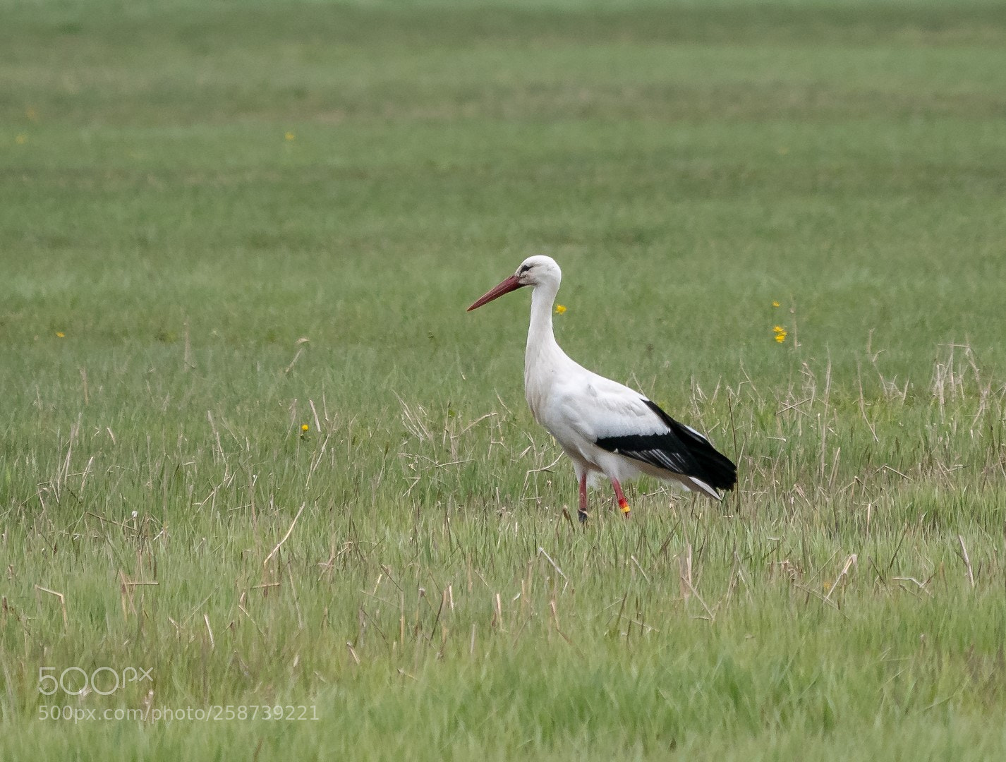 Panasonic Lumix DMC-GX85 (Lumix DMC-GX80 / Lumix DMC-GX7 Mark II) sample photo. White stork photography