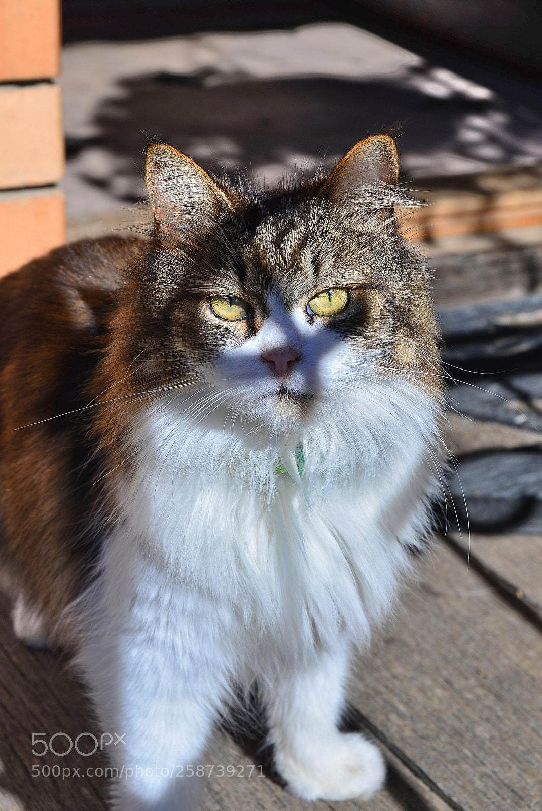 Nikon D600 sample photo. Domestic cat photography