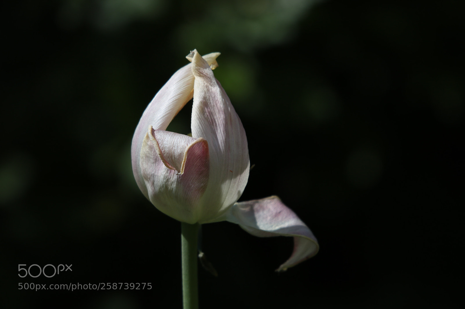 Canon EOS 750D (EOS Rebel T6i / EOS Kiss X8i) sample photo. Alone photography