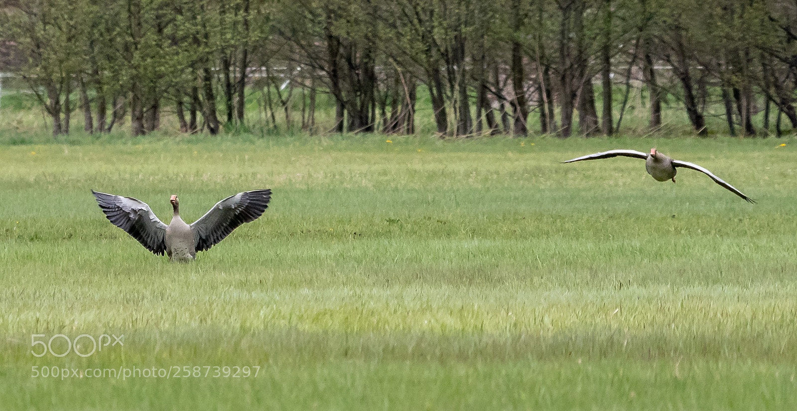 Panasonic Lumix DMC-GX85 (Lumix DMC-GX80 / Lumix DMC-GX7 Mark II) sample photo. Greylag goose having a photography