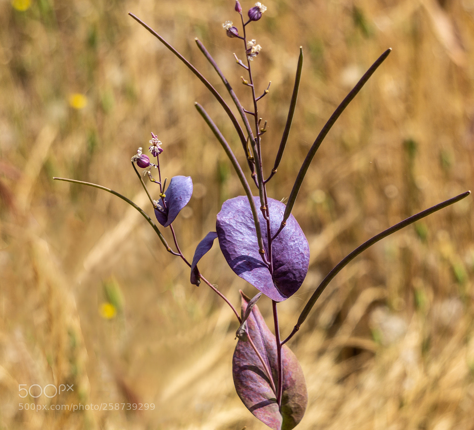 Sony a6000 sample photo. Purple wildflower photography
