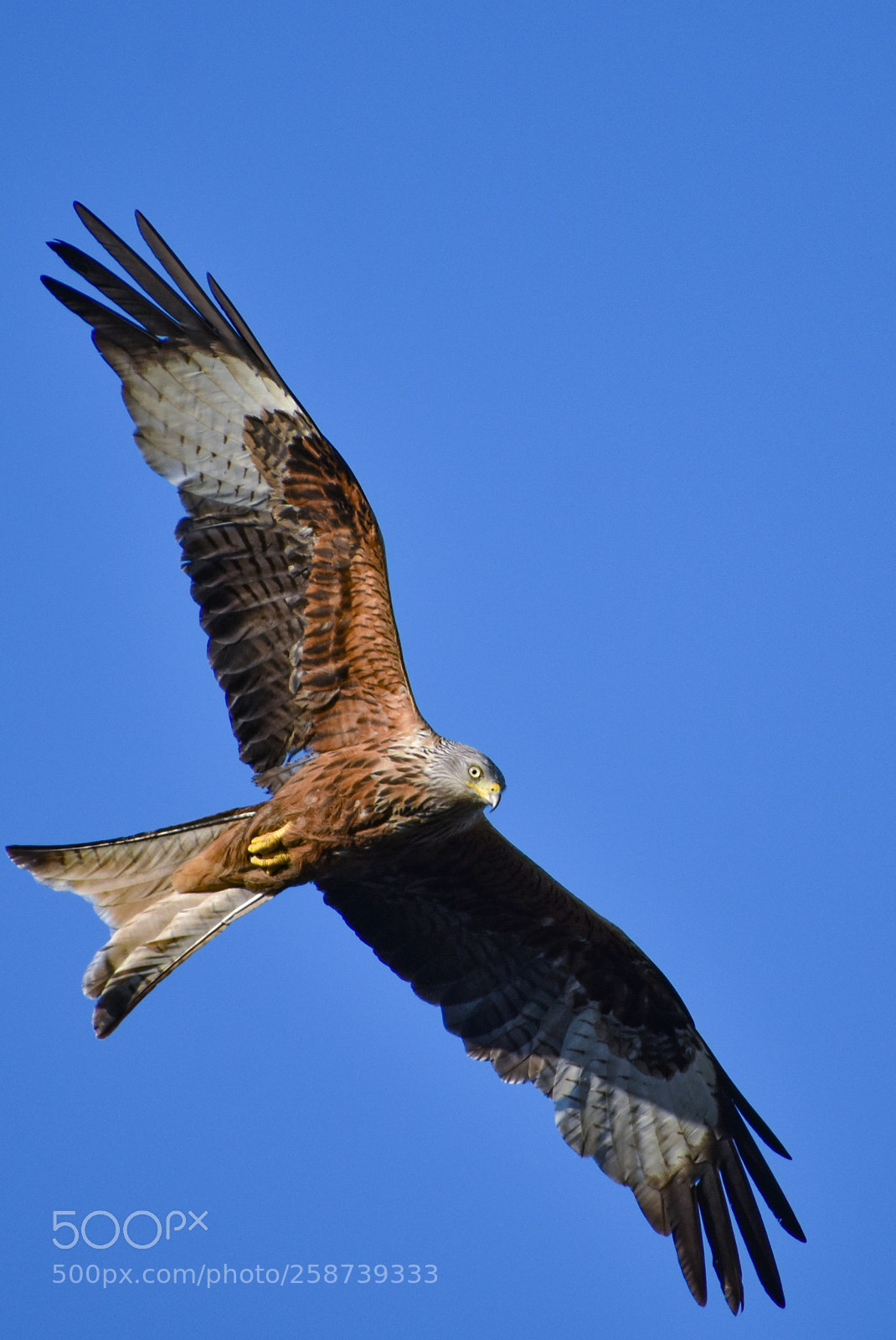 Nikon D3400 sample photo. Red kite photography