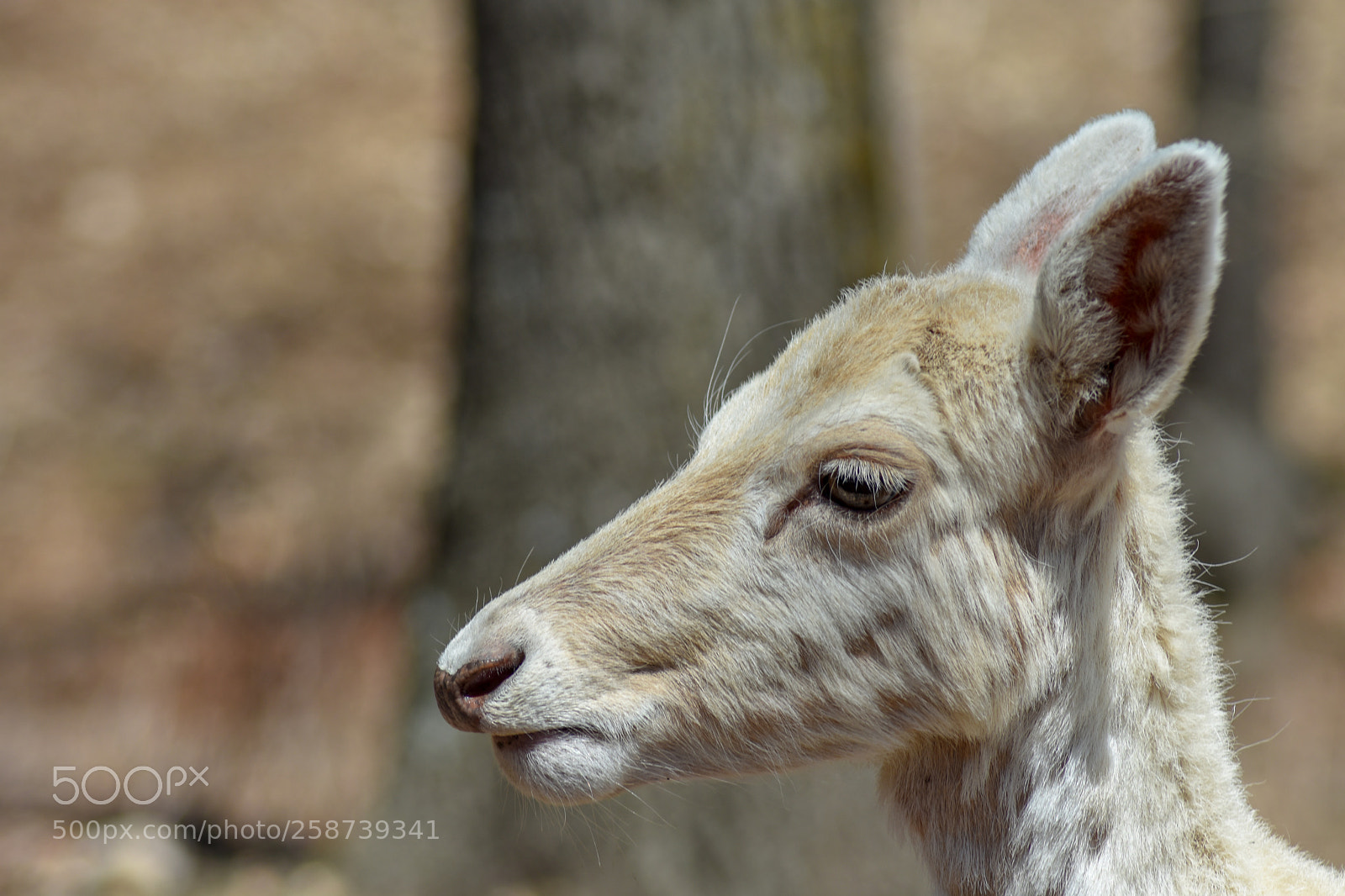 Nikon D7200 sample photo. White female deer photography