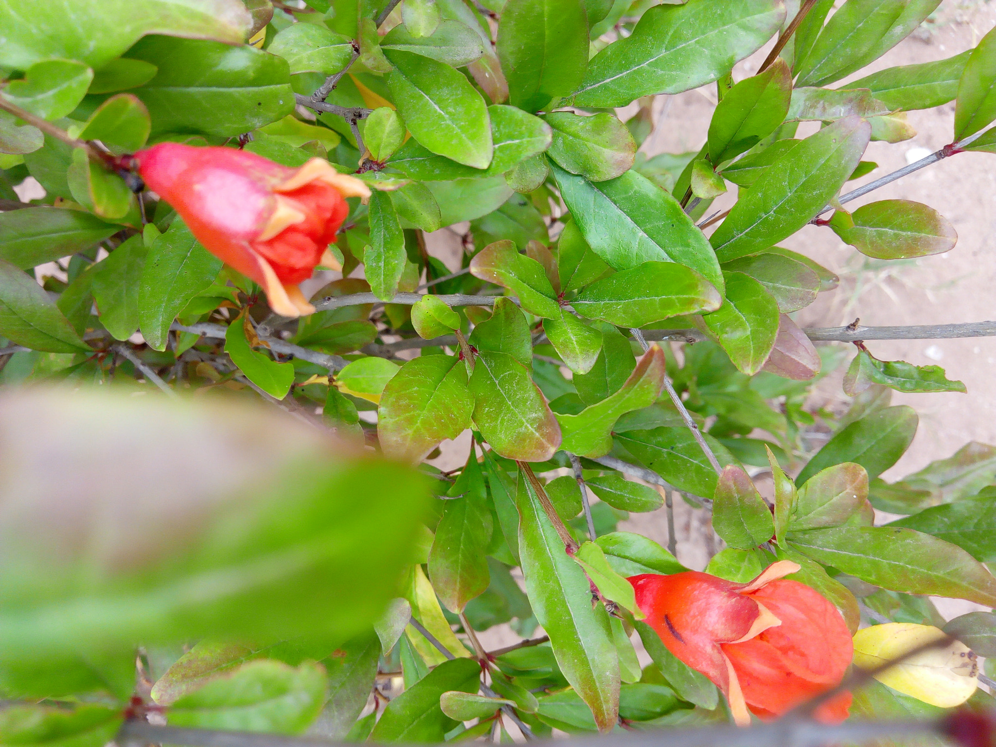Infinix HOT5 sample photo