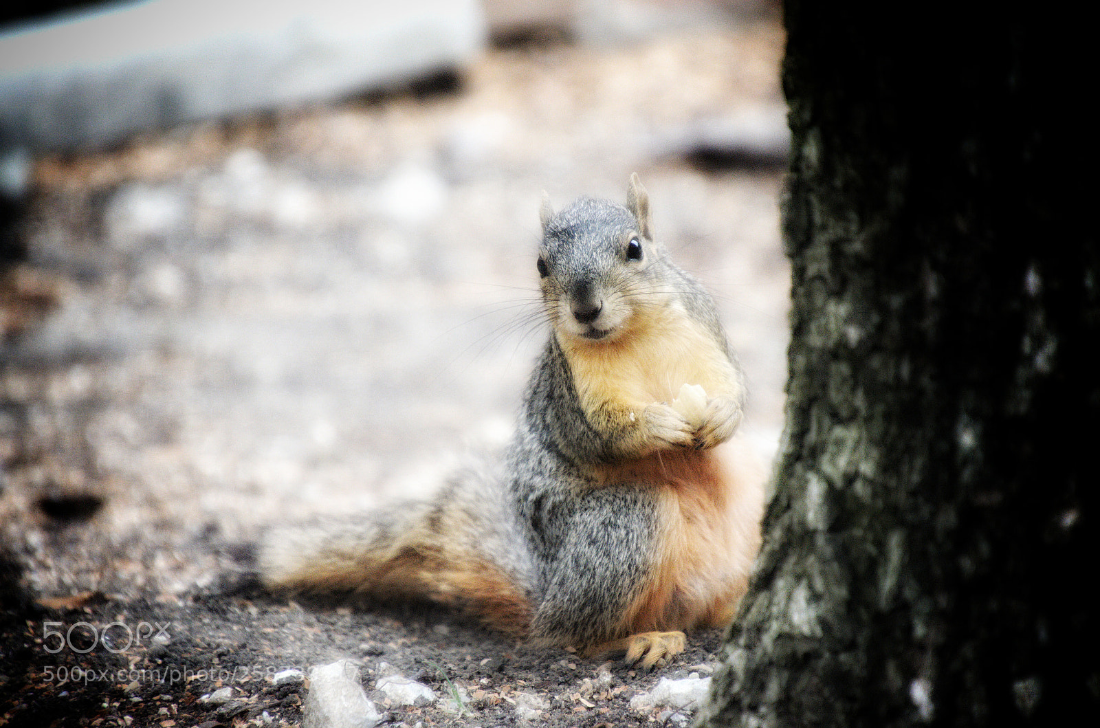 Nikon D5100 sample photo. Squirrel 3 photography